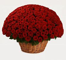 Премиум букет из: Розы в Кольцово Свердловская область